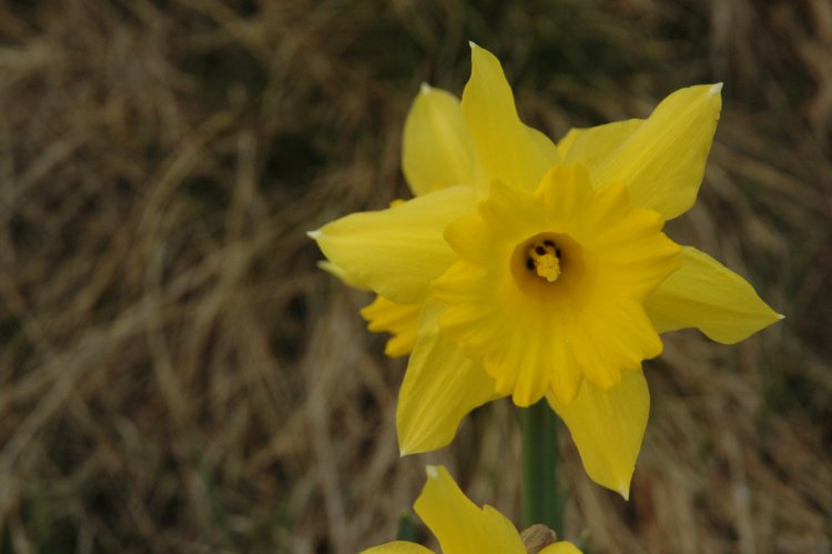 DSC_0042.JPG