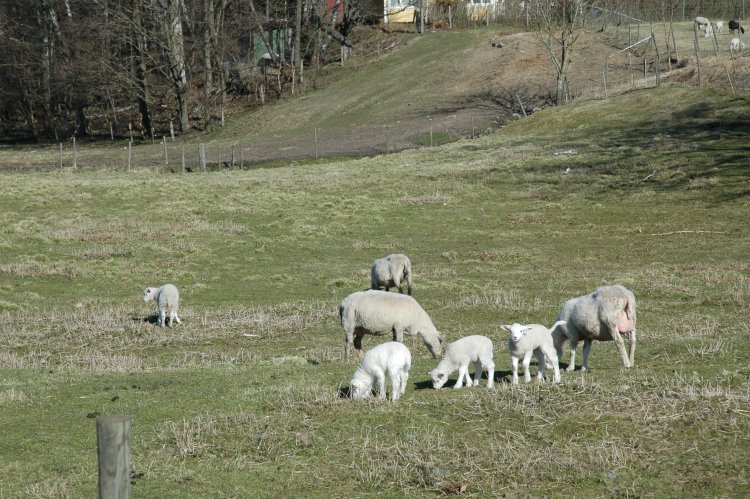 DSC_0011.JPG
