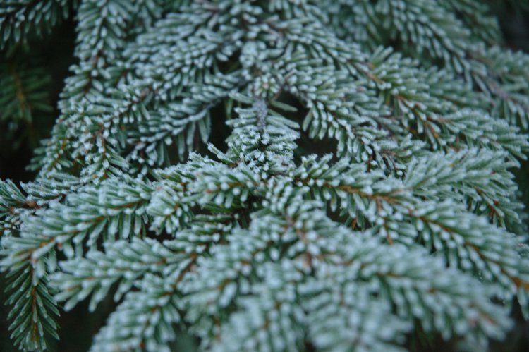 DSC_0403.JPG