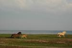 DSC_0085.JPG