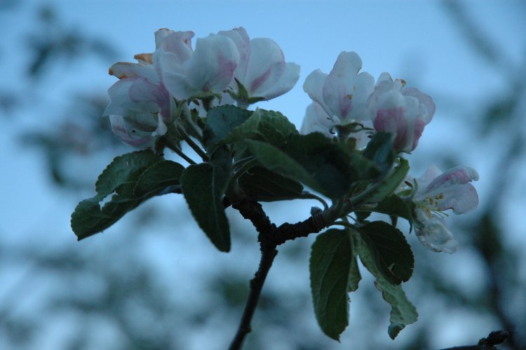 DSC_0227.JPG