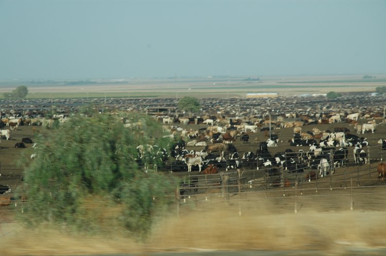 DSC_0321.JPG
