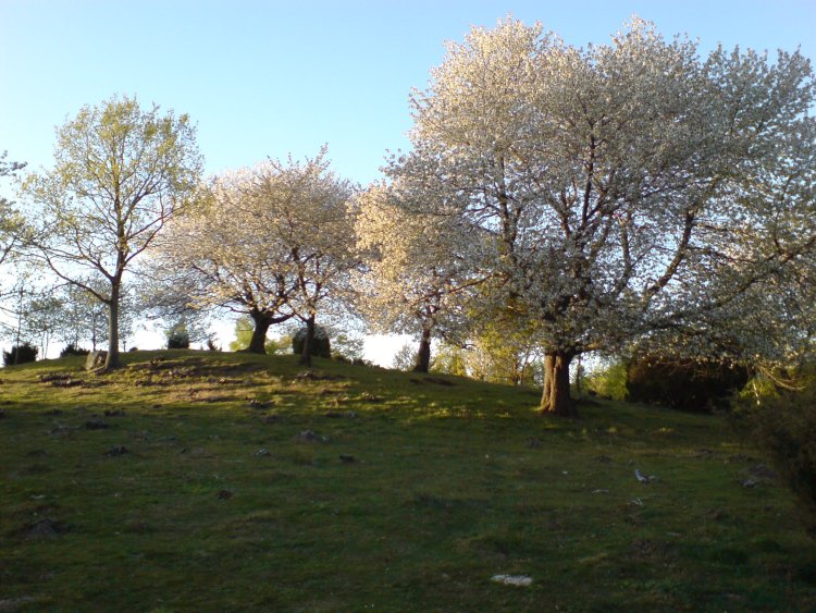 DSC00345.JPG