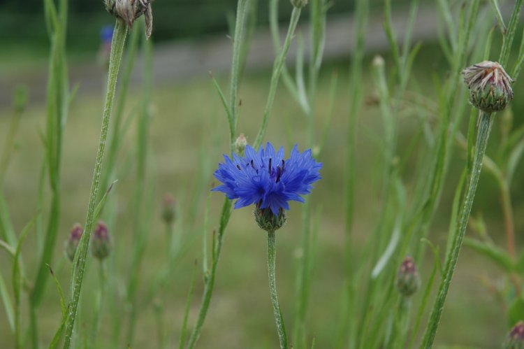 DSC_0307.JPG