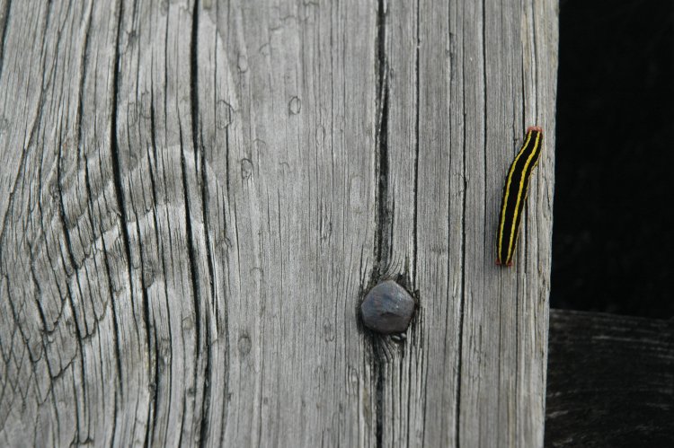 DSC_0254.JPG