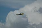 DSC_0119.JPG